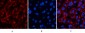 Jagged1 Polyclonal Antibody